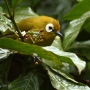Essimingor Nature Reserves
